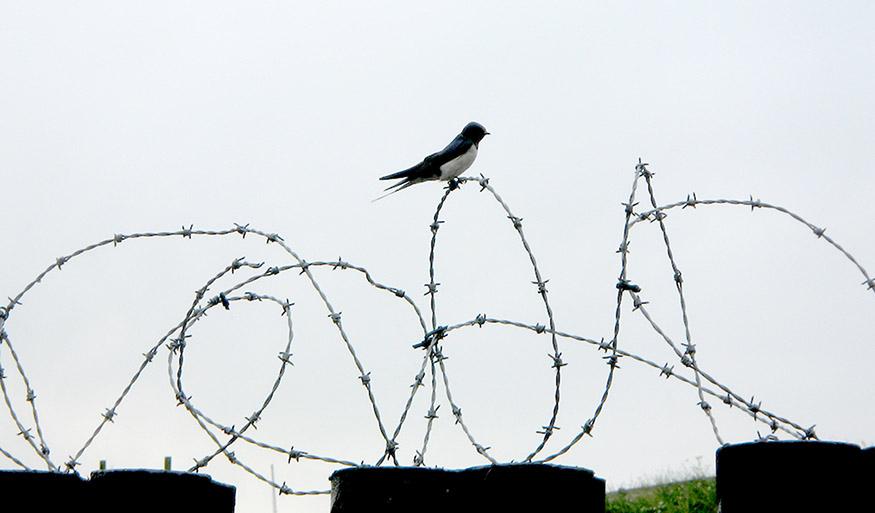 Инсонпарварликнинг юксак намунаси