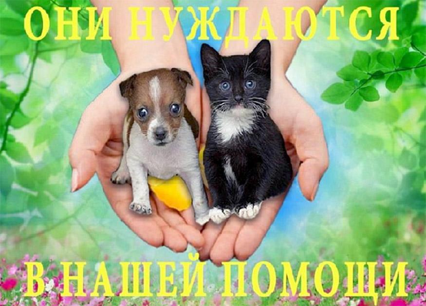 Усиление ответственности за жестокое обращение с животными